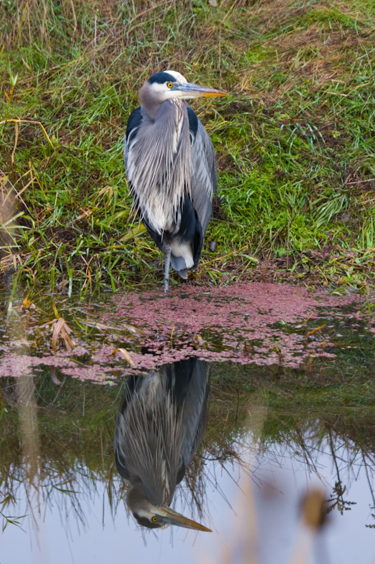 Great Blue Heron Reflected In Water